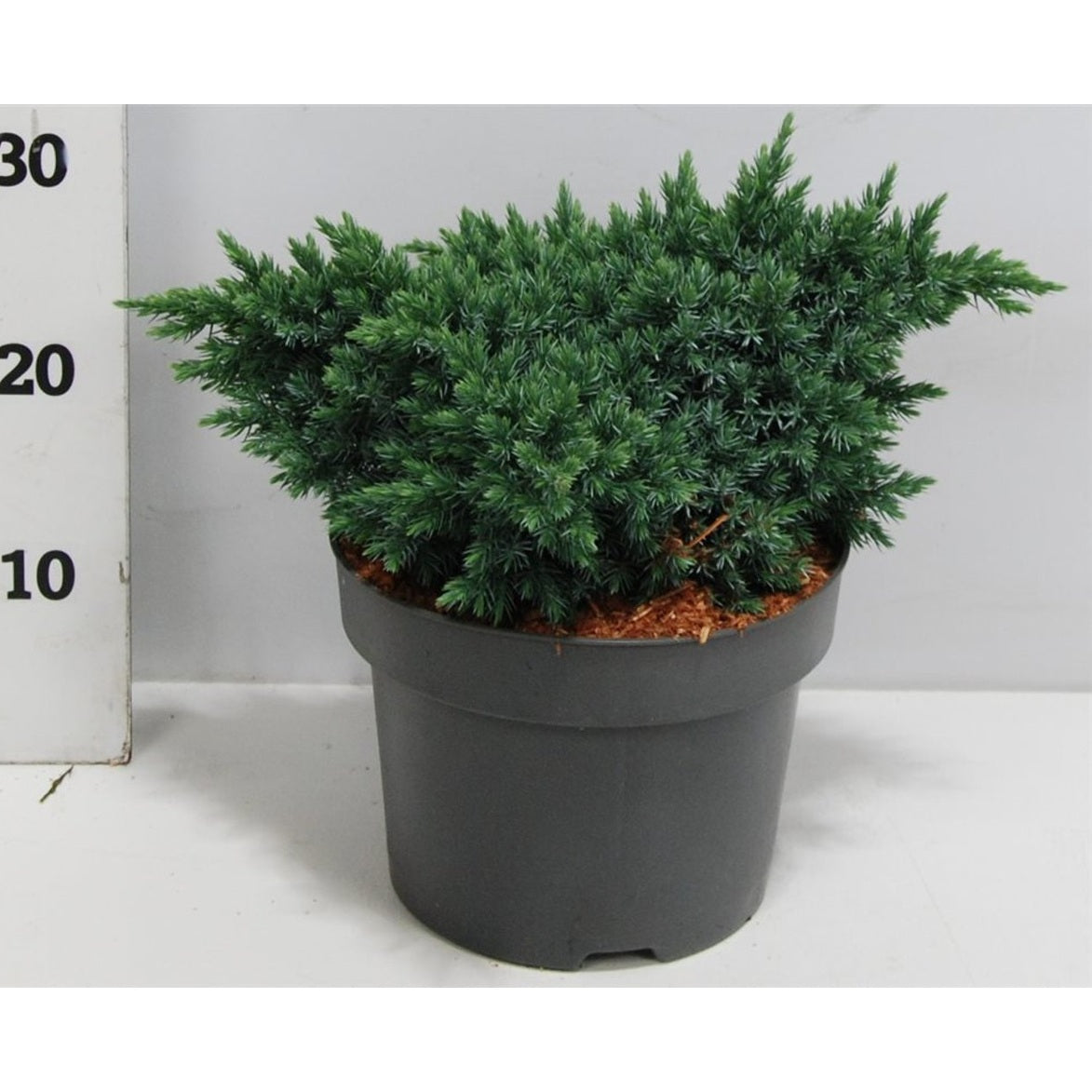 Himalaya-en – Juniperus squamata 'Blue Star' - C5 25-30 cm.